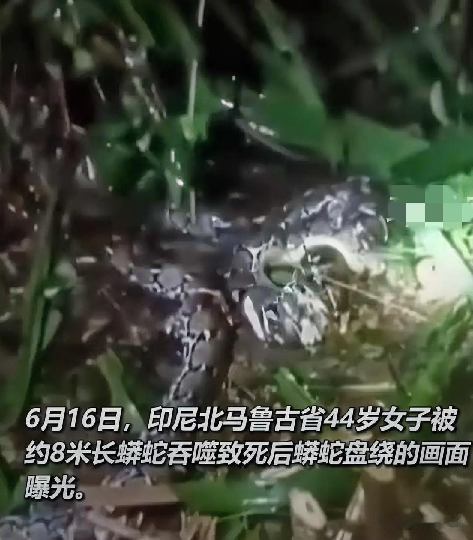 谁能想到，只是出门干个农活，竟然会丢掉性命？2026年6月9日，在印尼北马鲁古省