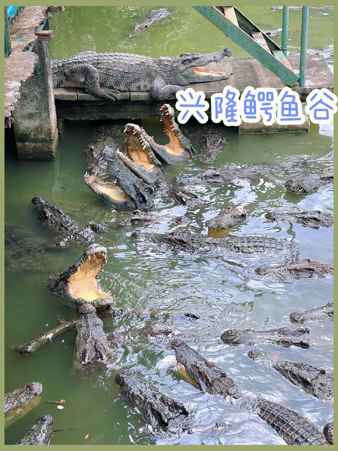 可乐旅行｜海南万宁兴隆鳄鱼谷喂鳄鱼体验🐊