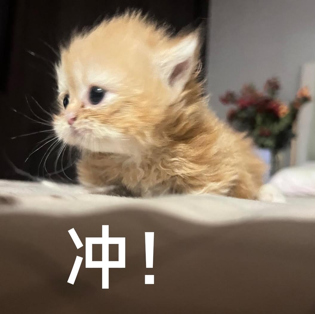吴宣仪[超话]wxy吴宣仪乘风2025 朋友们咱们目前的超喜欢已经过昨天的最高了