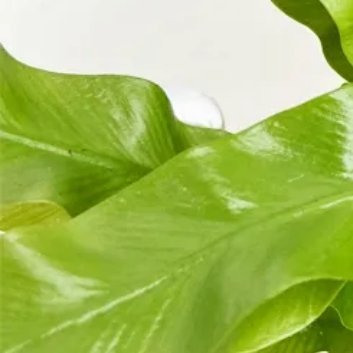 种植 🍃鸟巢蕨种植方法1.选择合适的盆栽：鸟巢蕨喜欢生长在透气性好且排水通畅的