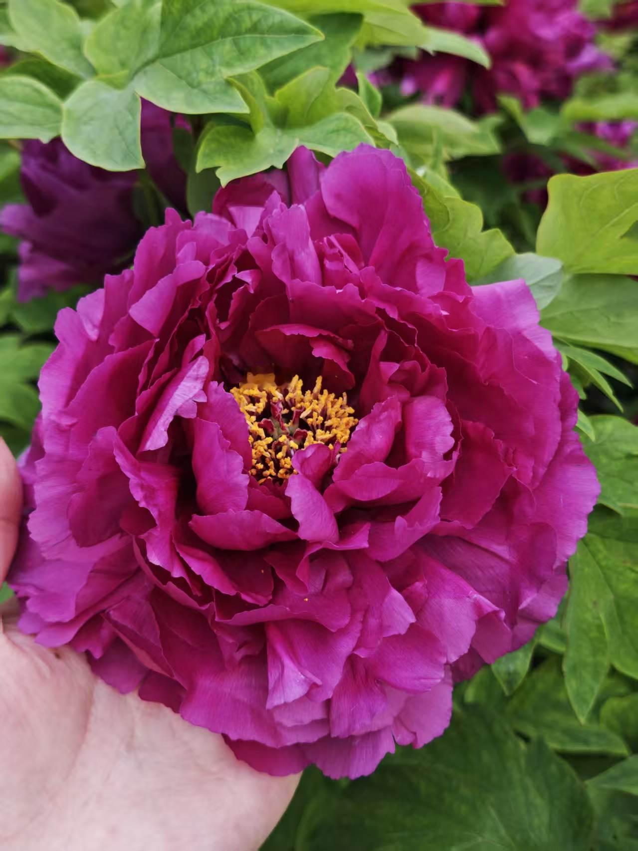 每年春天的四月，离我家小区不远的公园里，盛开着许多妩媚多姿的牡丹花，引得游客如梭