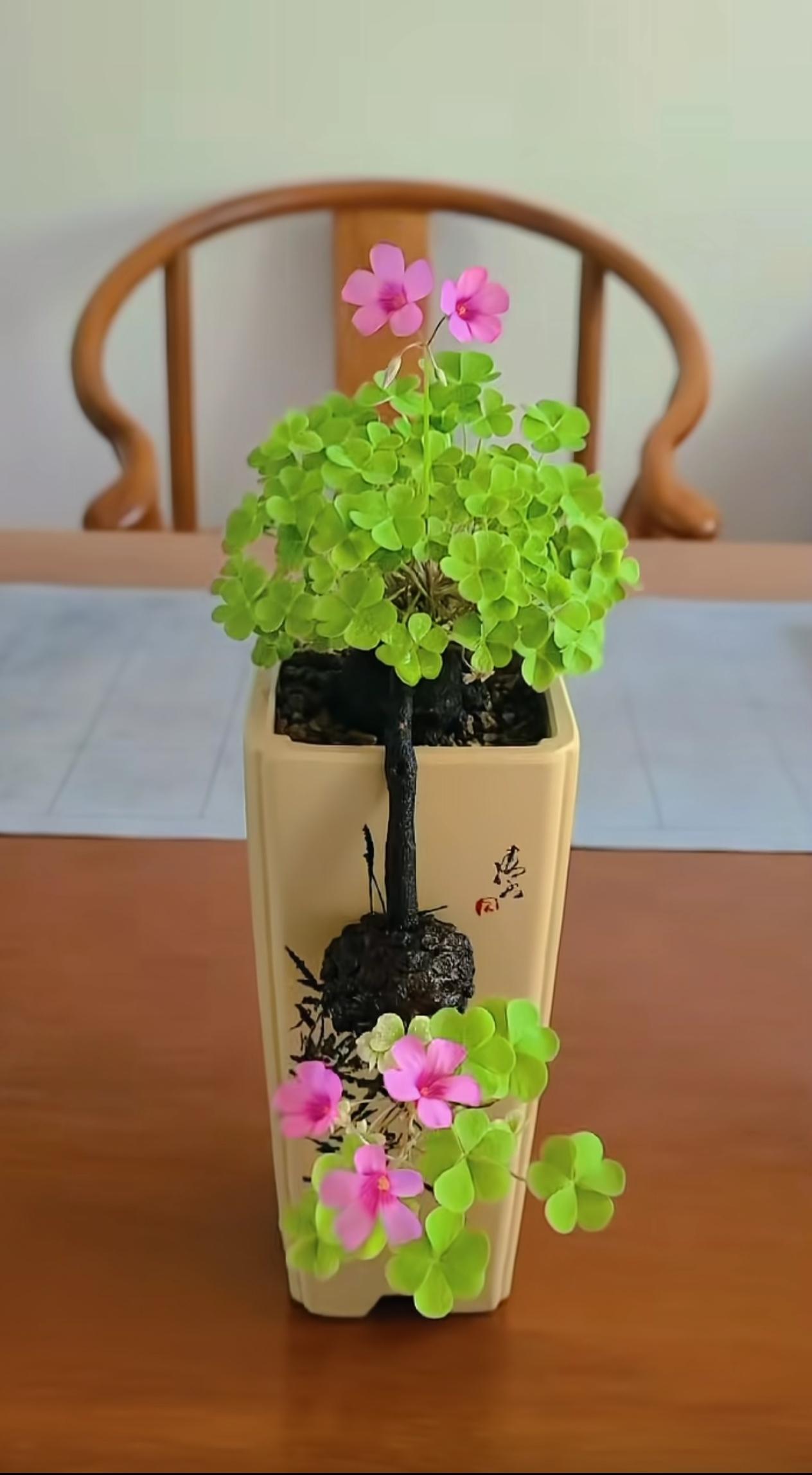 酢浆草，竟然有人养成这样，好看吧！