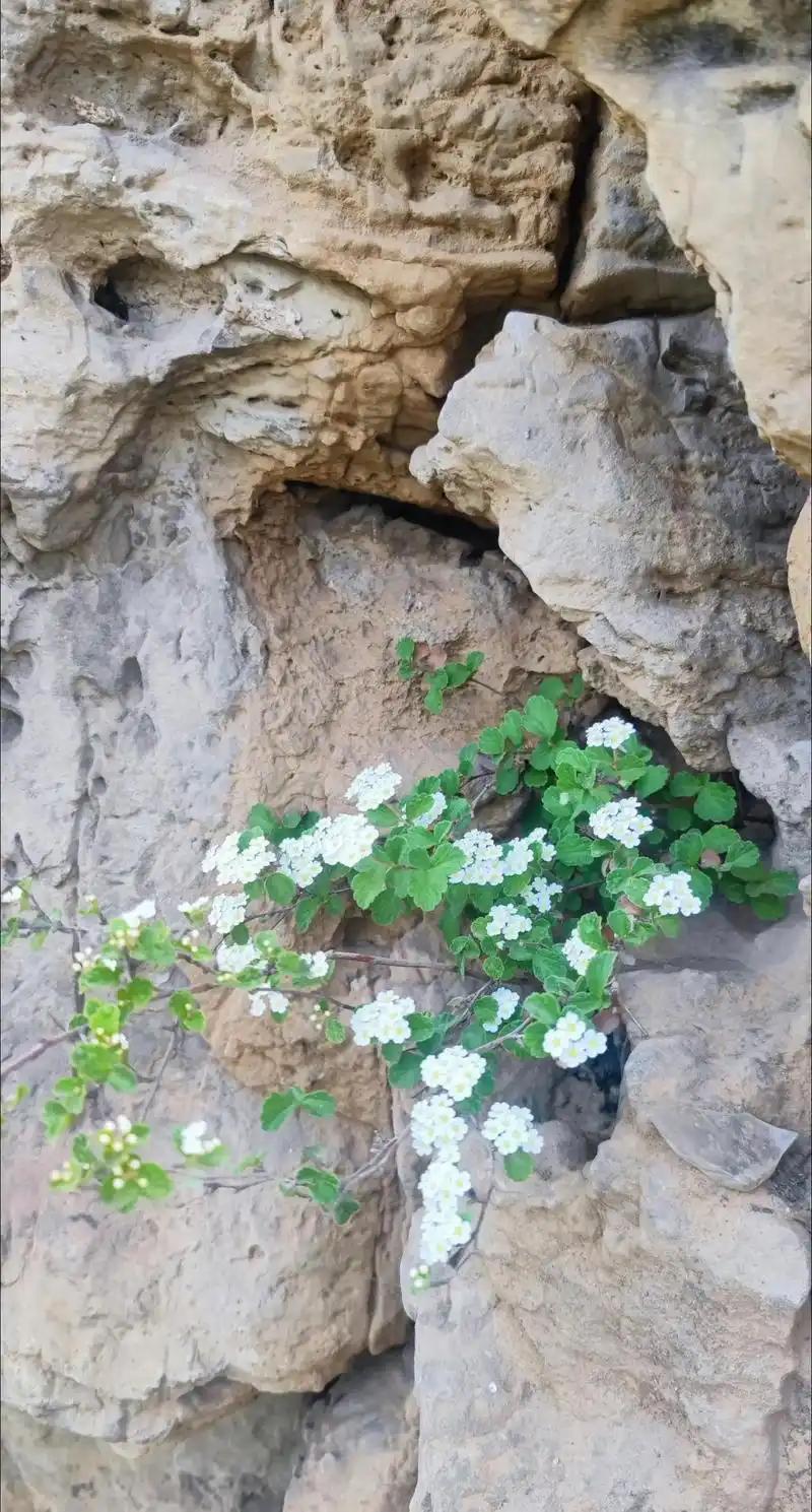 出句：春觉崖贫花补陋（雪浪）