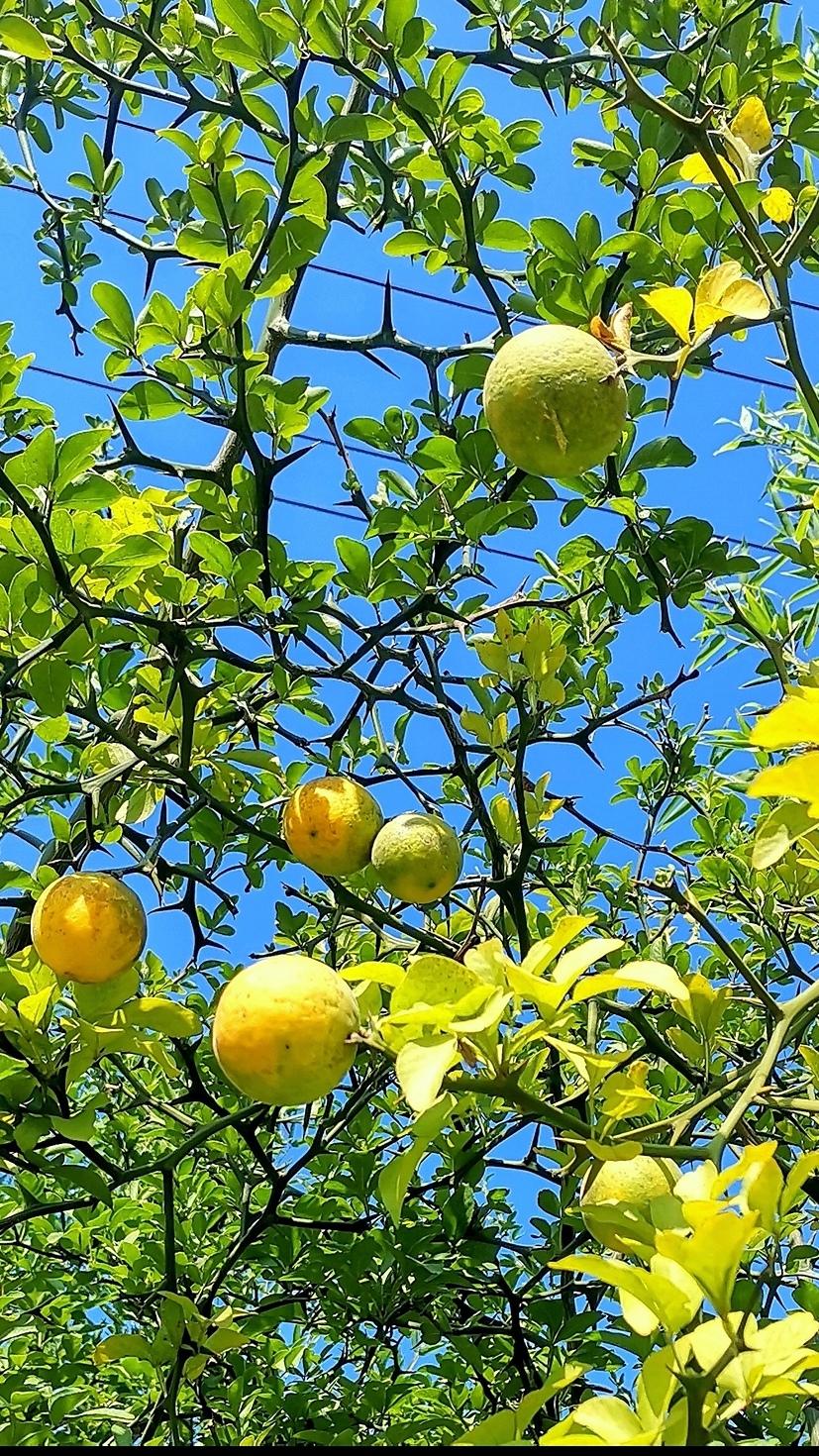 落日辞盛夏，晚风赴清秋。今日19时42分立秋。一半余夏，一半新秋。