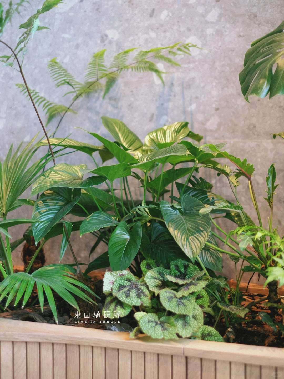 绿植布置|餐厅里的夏日 植物造景