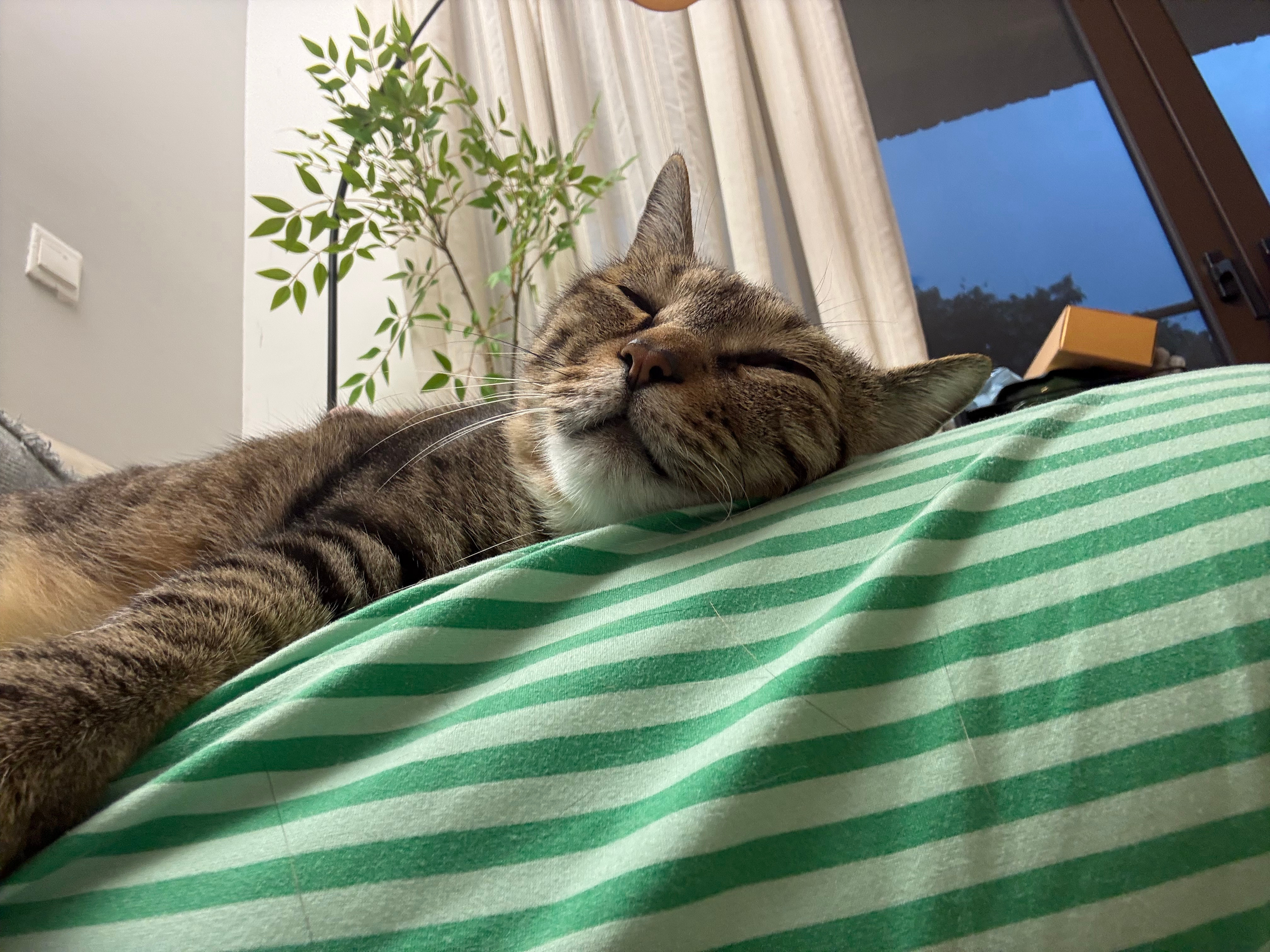 出去玩了四五天回家，猫就这样长在我身上了，好萌啊，萌死了 ​​​