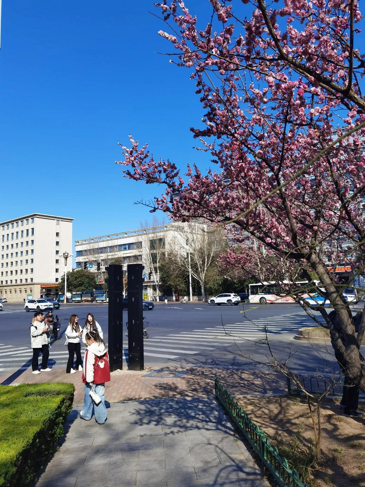 这个周末石家庄气温高达26℃，迎来春暖花开的好天气，适合户外踏青赏花，街边的梅花