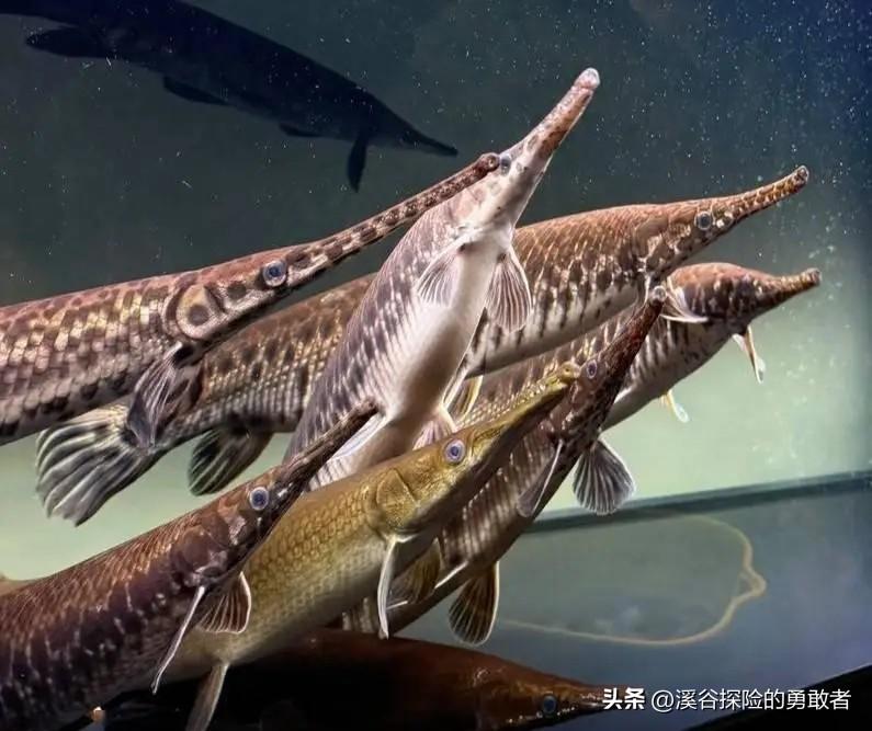 1次随意弃养，整条河道遭殃！揭秘鳄雀鳝泛滥真相
 
密密麻麻、成群扎堆！广州荔湾