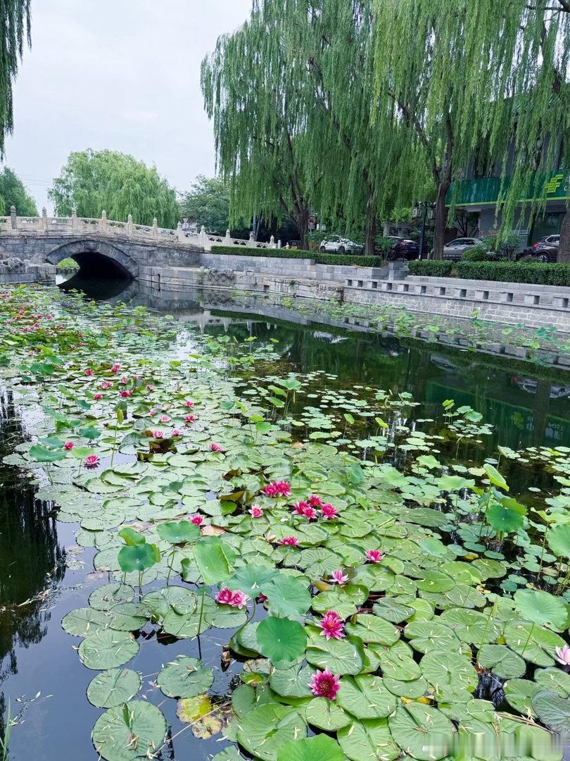 什刹海的美四季都不同，避开游客如织，方见北京城里的小桥流水胡同人家，市井烟火里的