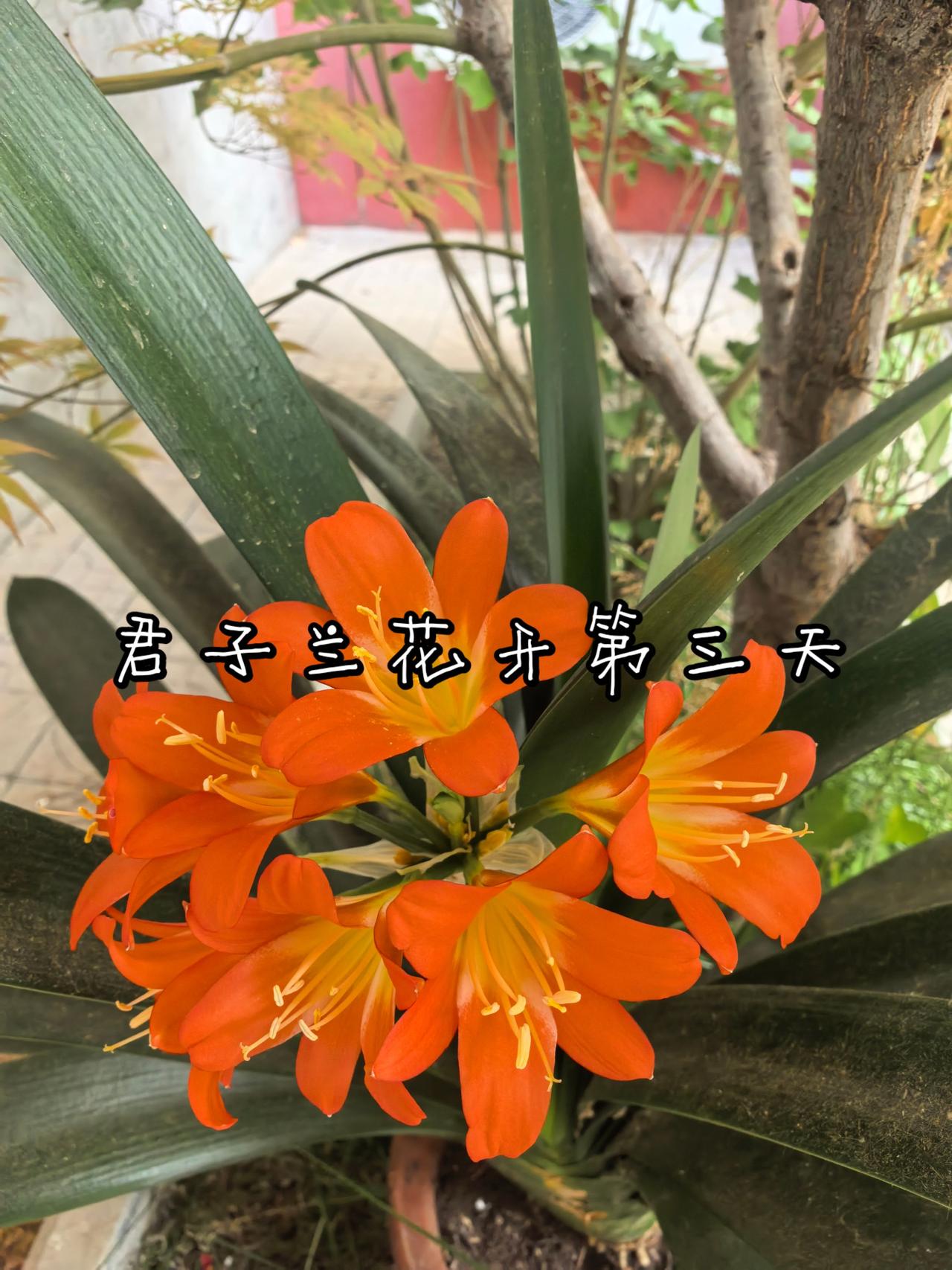 君子兰花开第三天