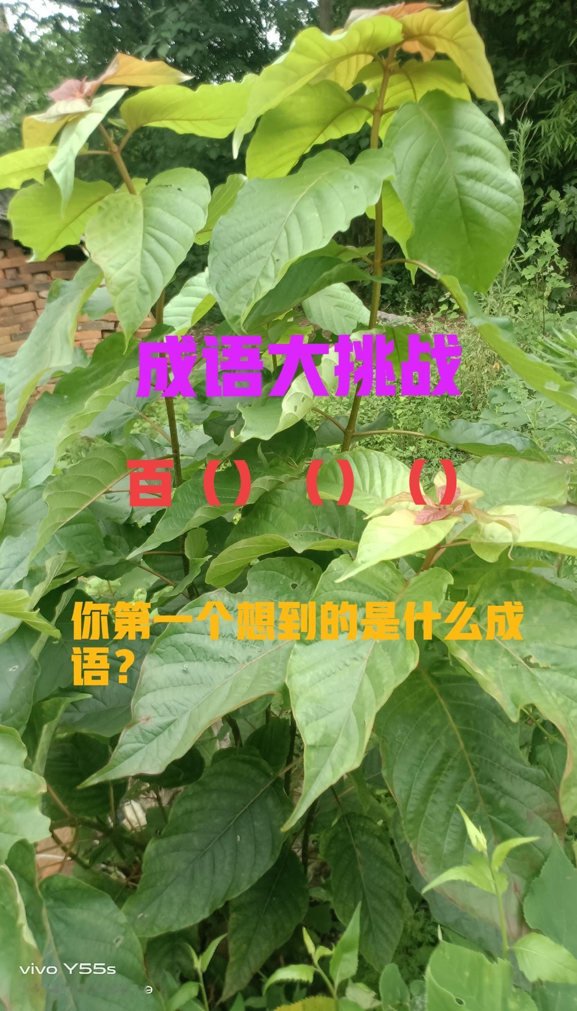来！成语大挑战！

考考你的成语积累水平！

当你看到百（）（）（）

你第一个