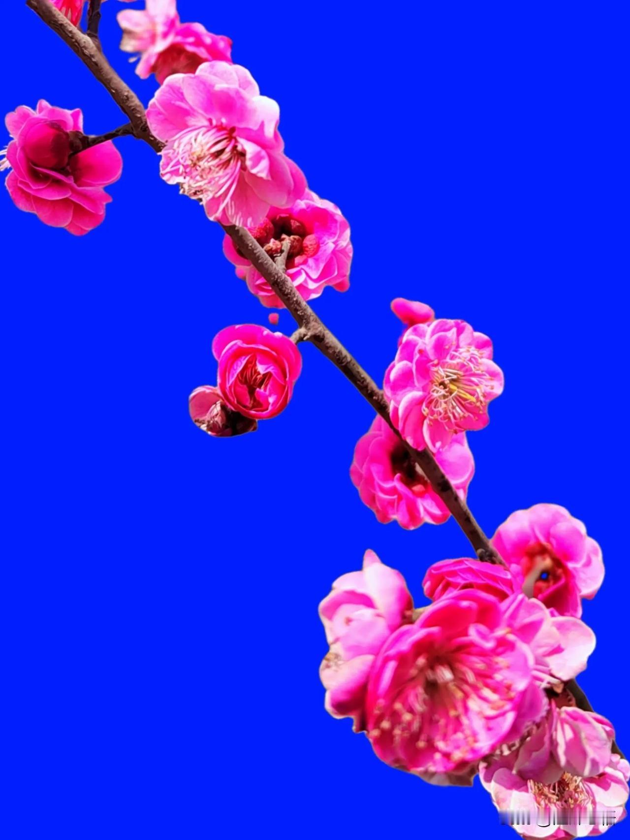 粉嫩梅花绽新春，蓝色背景显清新
