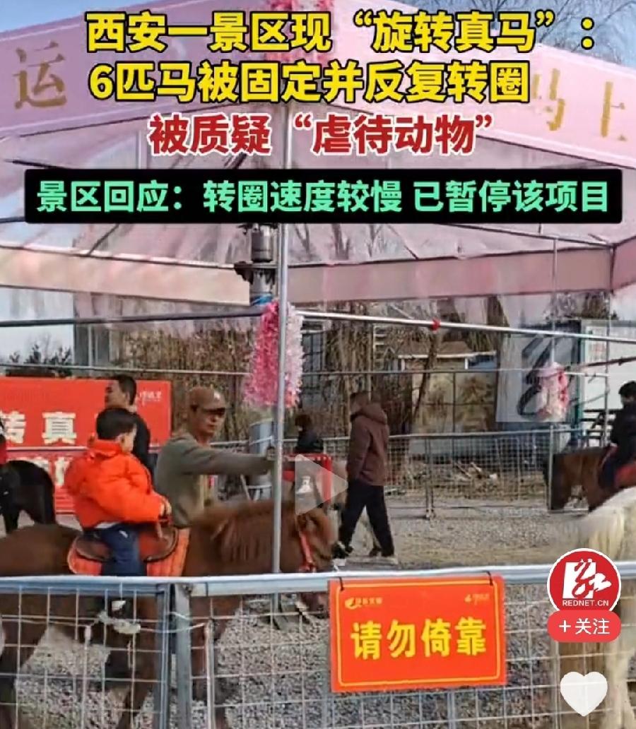 西安景区旋转真马，虐待动物？根本不算！驮着人，大部分小孩，慢慢悠悠转圈，没有风吹