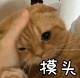 表情包[超话] 摸头！受了委屈的样子…… 