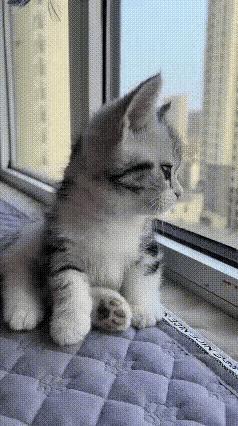 学校旁边的猫天天在阳台上看孩子们军训，那磅礴的气势它可记得清清楚楚！天天学着孩子