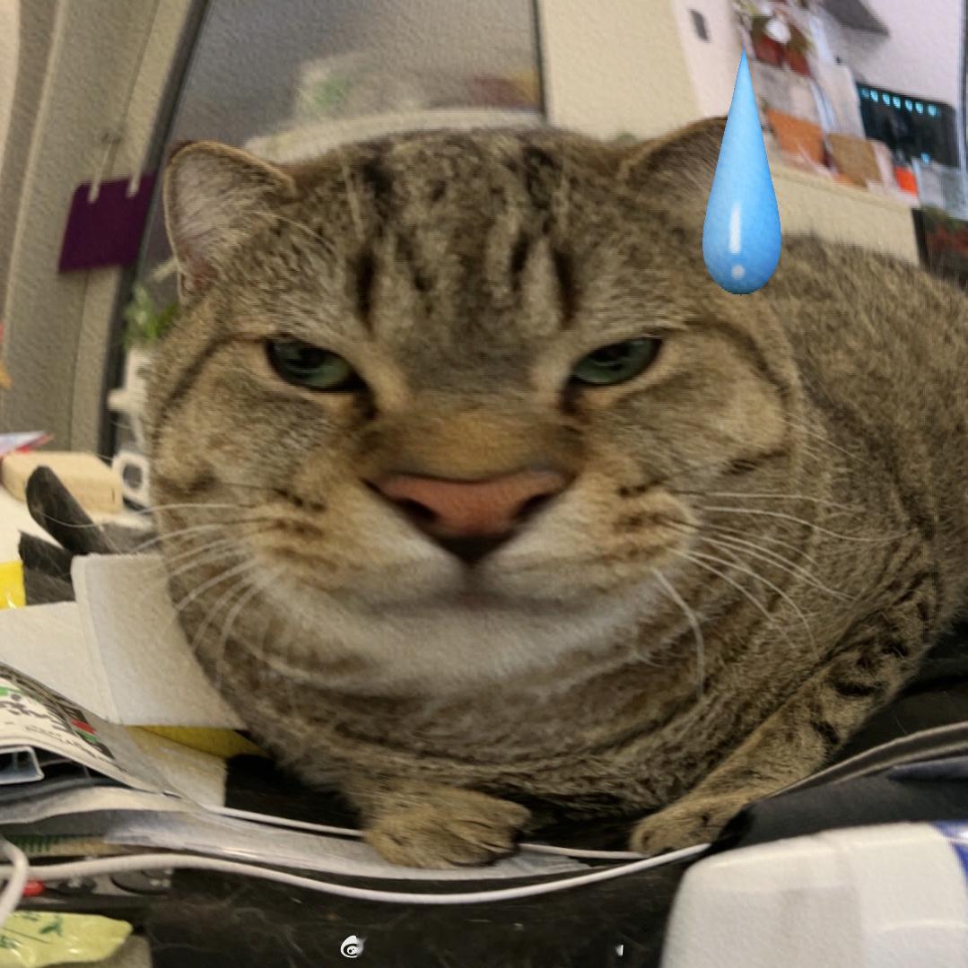 小猫小猫最有礼貌[超话] 双份小猪 ​​​