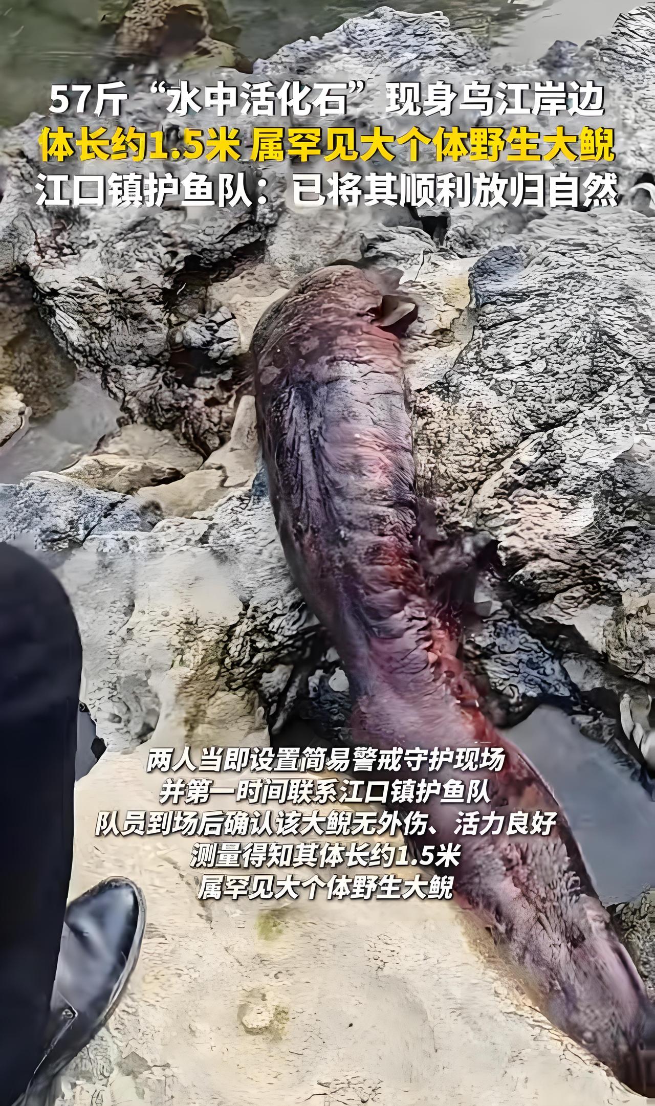 谁能想到，渝市一农户在江边农活，听到哔啦哔啦的响，上前一看差点错当成了水怪，还好