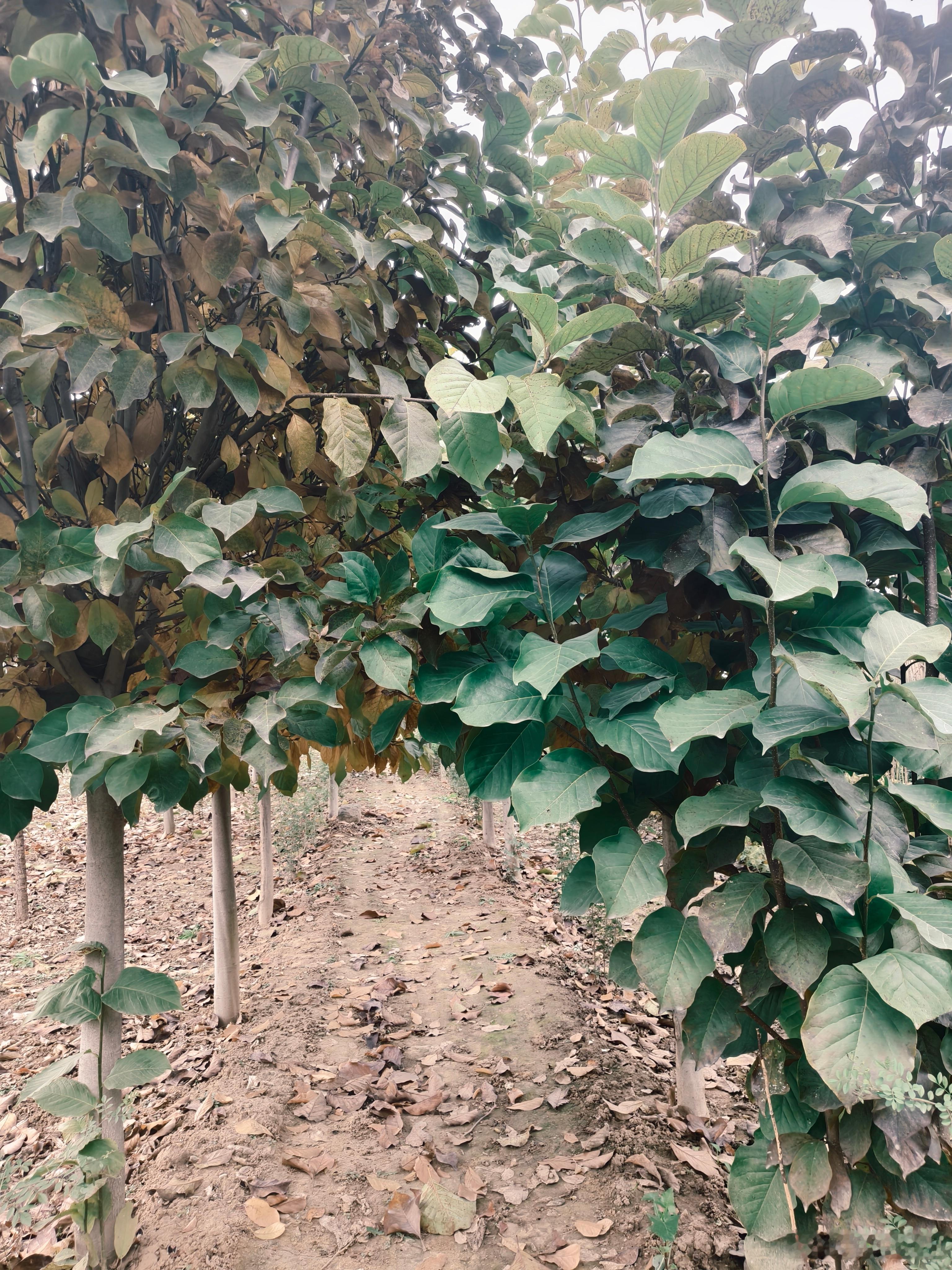 早晨给姥姥打电话说是在地里拔荞麦呢那咱们咋能错过呢赶紧出来找姥姥看看丰收的景象[