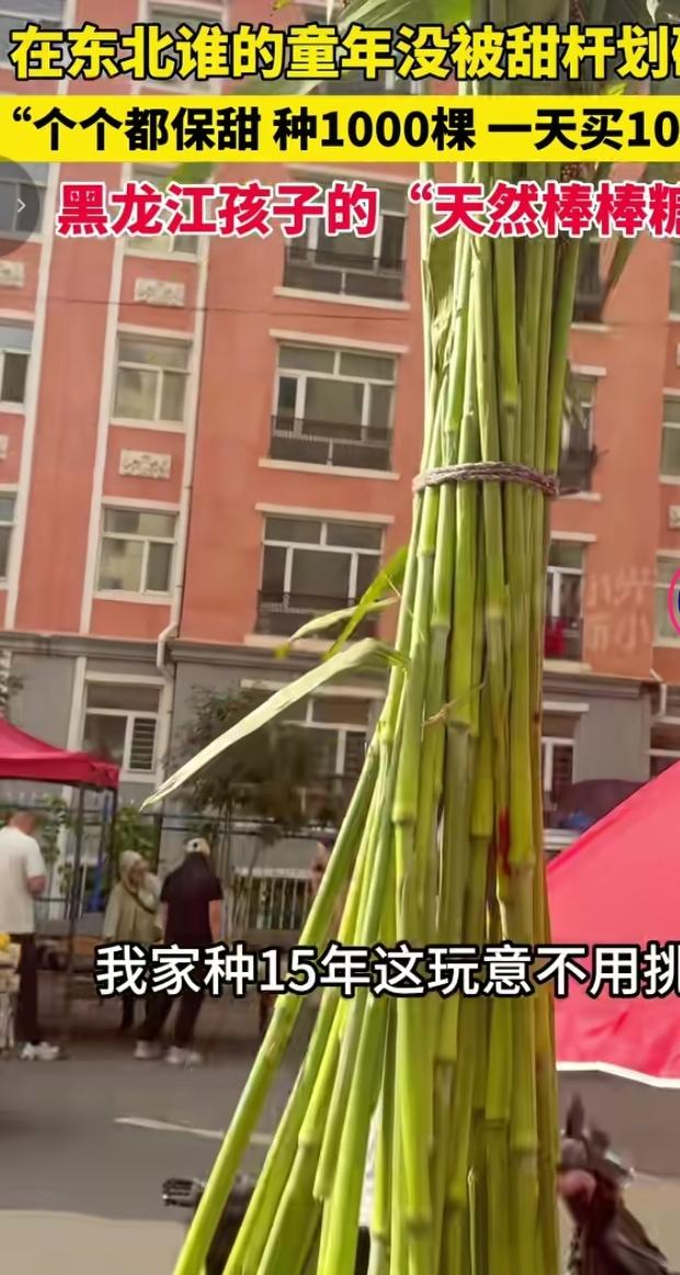 东北童年标配甜杆，黑龙江人的天然怀旧小零食
 
在黑龙江街头，甜杆迎来热销季，被