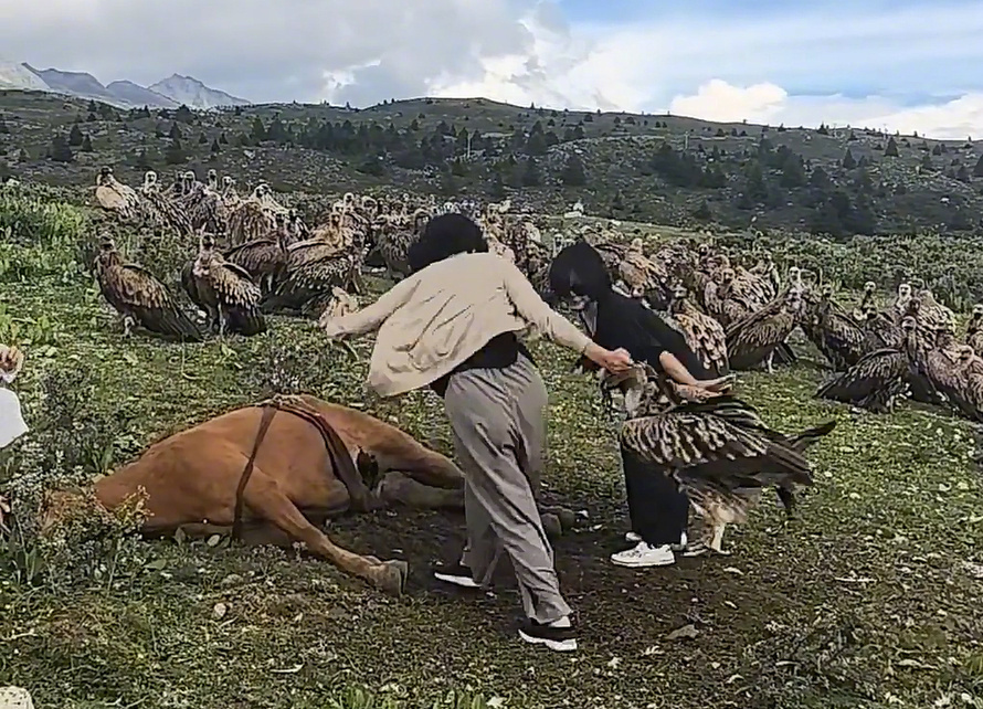 游客阻止兀鹫吃马尸体这事，其实没那么复杂。首先，人共情马，而不是兀鹫，是一种自然