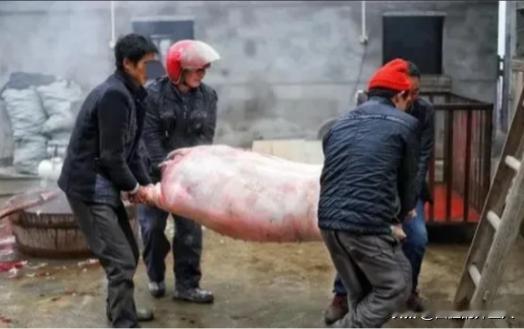 “杀自家的猪卖，何错之有？”山东诸城，男子过年期间，杀了一头自己家的猪拿去卖，被