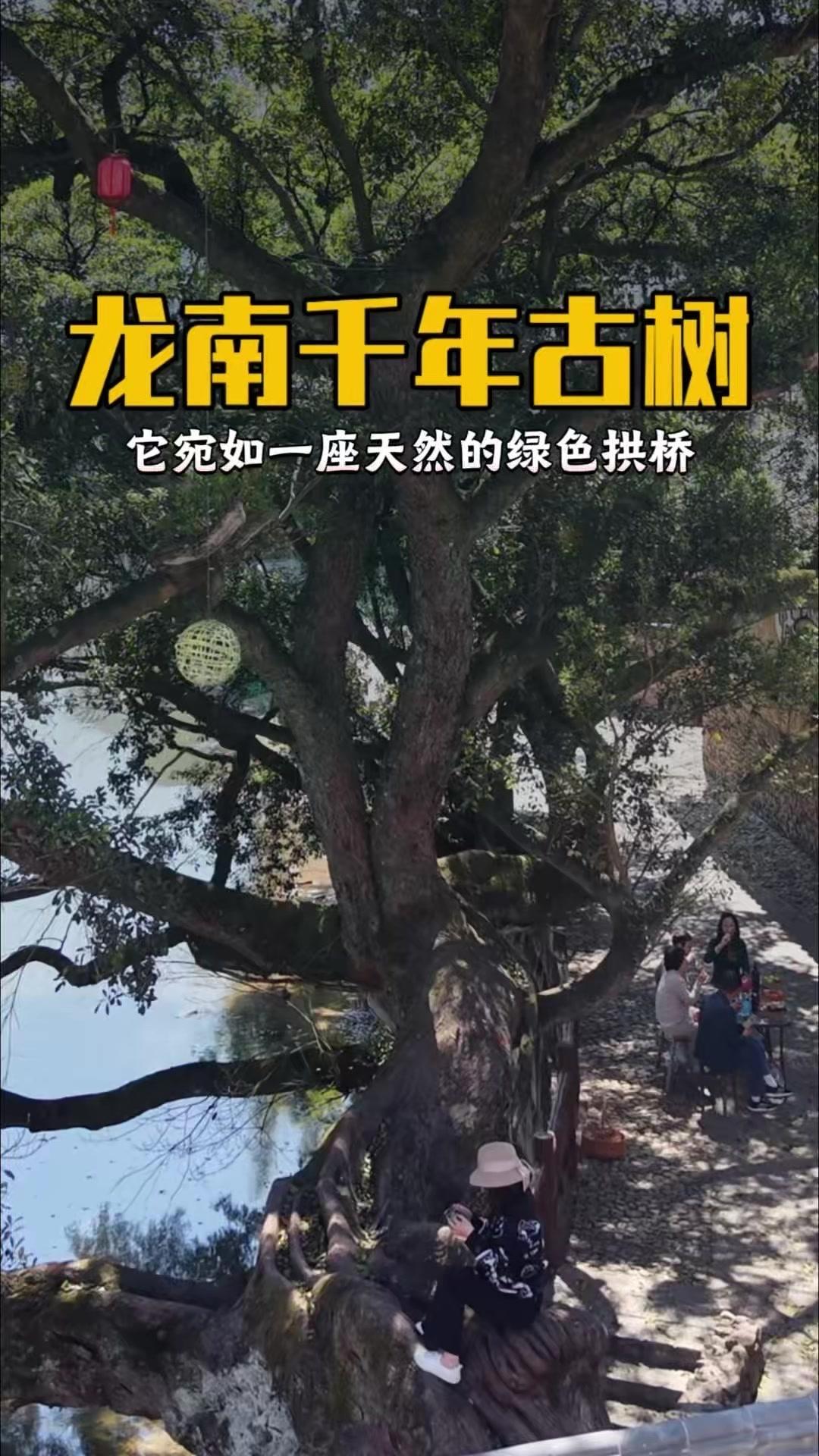 在江西乌石村口，屹立着一棵令人称奇的数百年古树。它宛如一座天然的绿色拱桥，巨大的