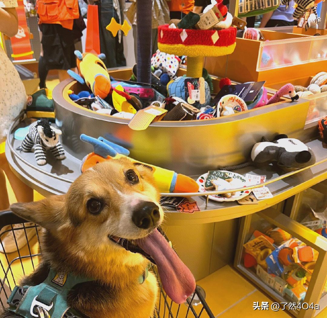 携带宠物进餐厅是否应被禁止餐厅作为公共用餐场所，涉及食品安全与他人感受，理应禁止