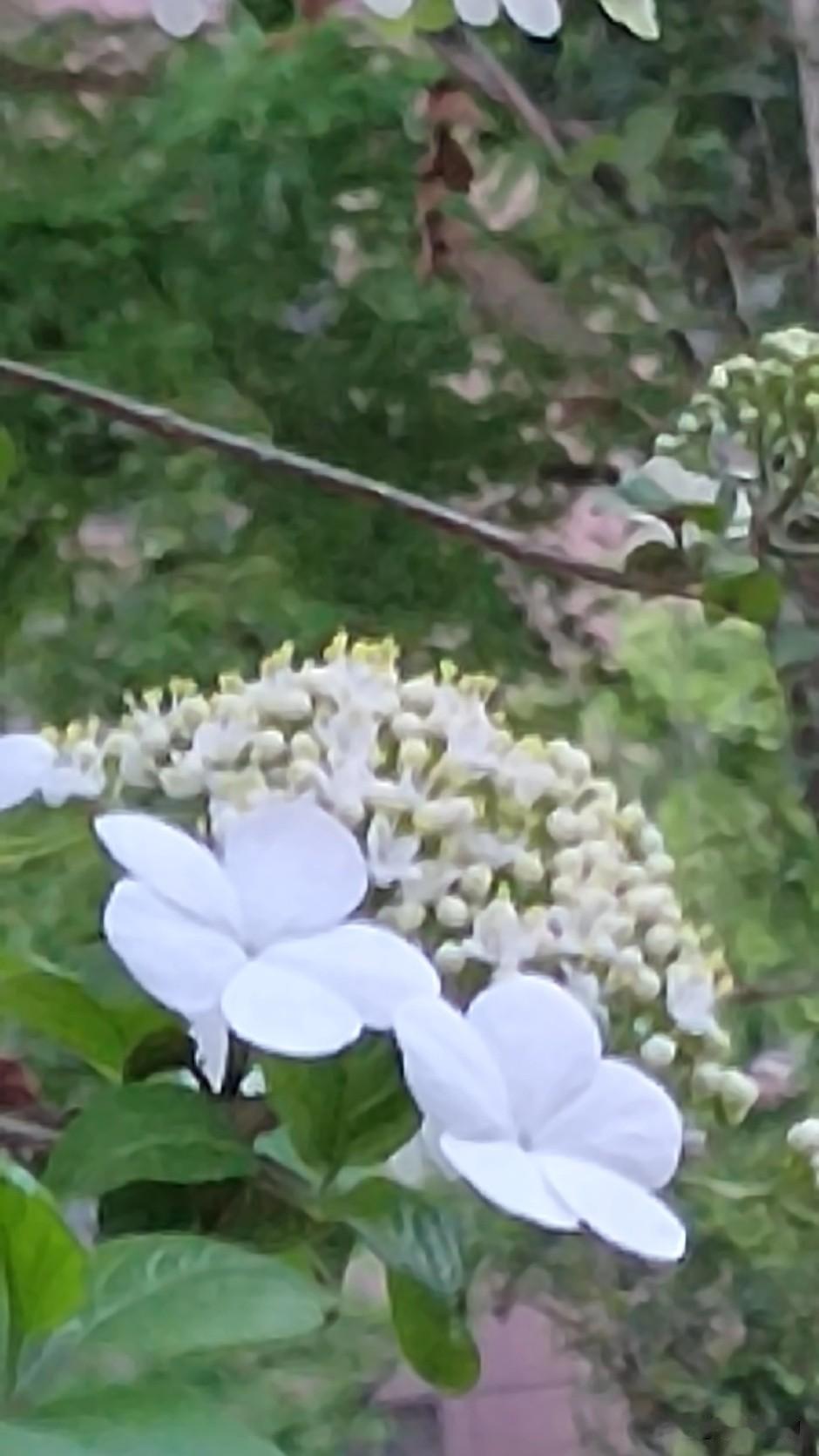 《苏幕遮.咏琼花》学填词之五十九，范仲淹体。

玉裁冰，云叠雪。
轻瓣攒星，细蕊
