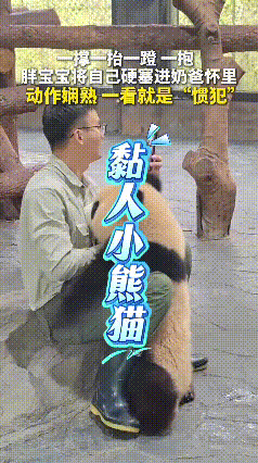 刷到这只小熊猫，心都被萌化了！这只小男熊格外爱贴贴，黏人得不行，一举一动看着特别