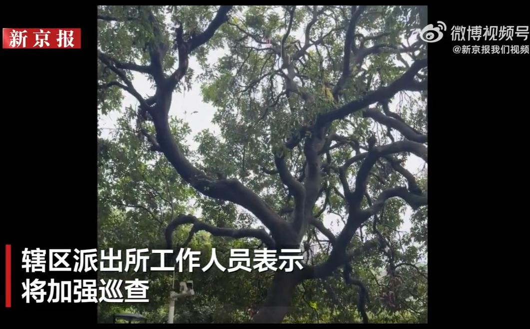 6月15日，广州黄埔区一公园荔枝园主人为驱赶园内老鼠、松鼠，将数只幼猫装笼挂在树