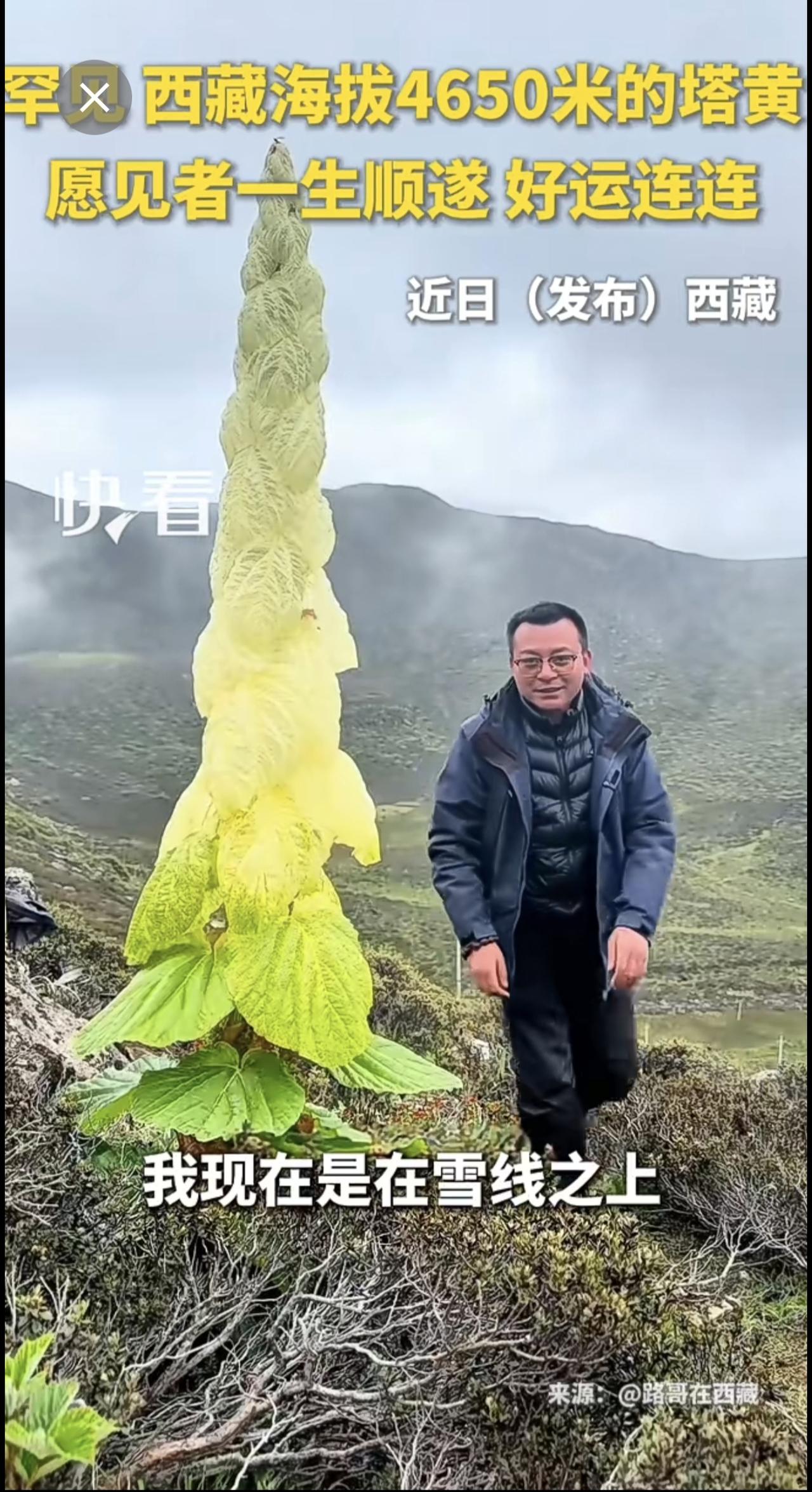 罕见！西藏海拔4650米的塔黄，愿见者一生顺遂，好运连连！