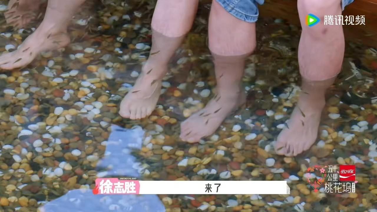 王子奇惨叫实录 慢放看真的笑到跺脚，小鱼刚碰到脚尖的那一秒，他从脚趾到肩膀全跟着