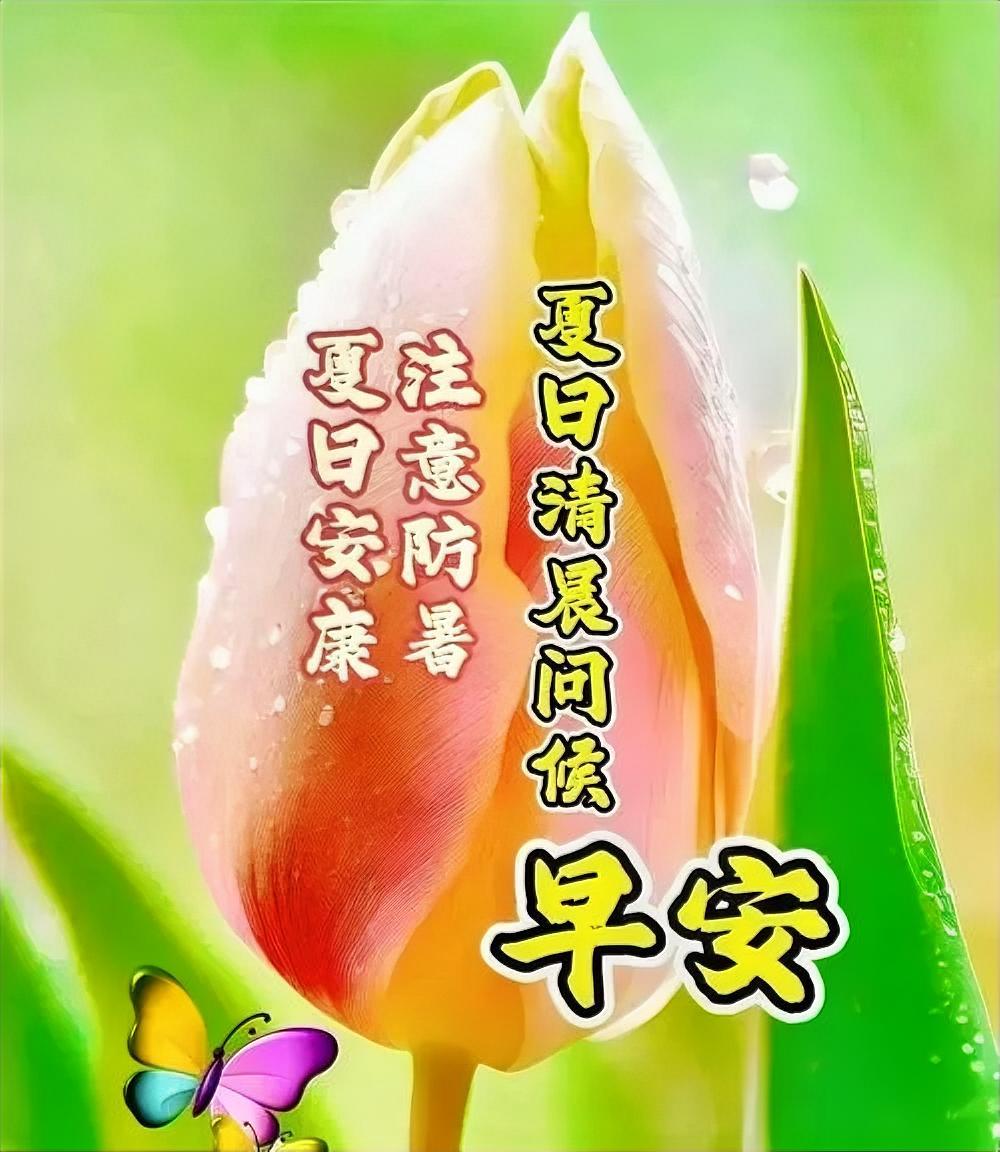 夏日清晨，花儿含露笑，早安问候伴你行，注意防暑，安康常伴！
早安[心]语，美图分