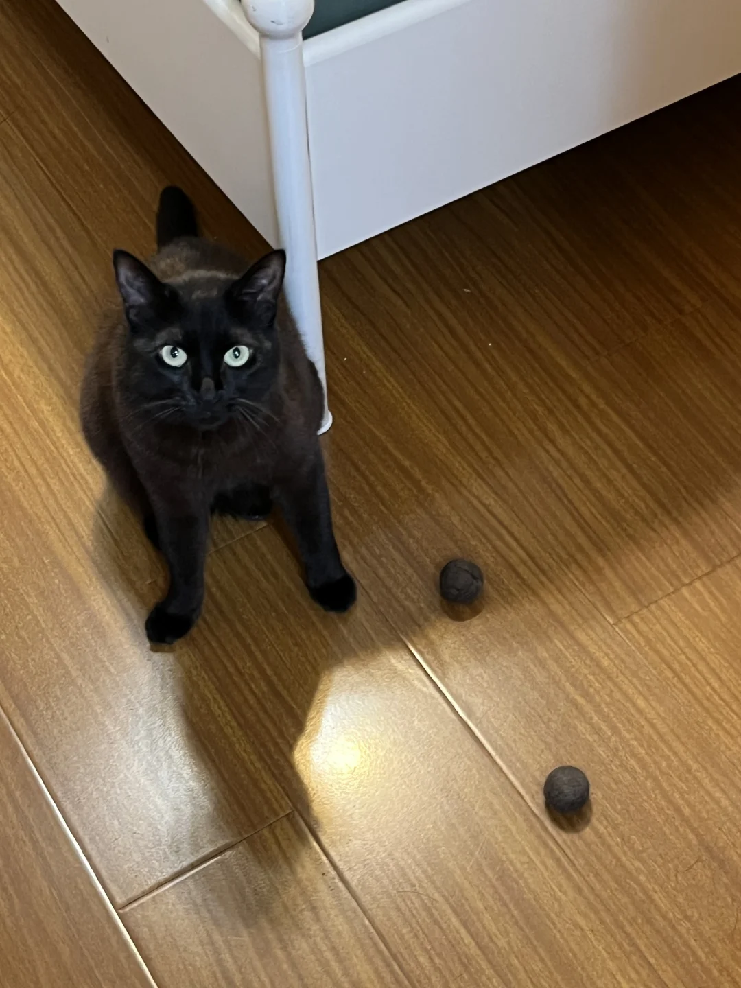 大煤球带着两颗小煤球恭迎我回家
