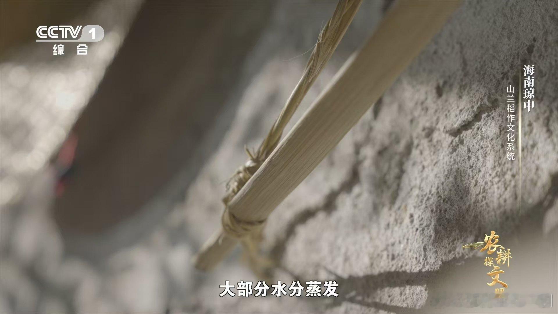 在海南琼中的稻田中，那成片的金黄不仅是稻谷的汇聚，更是充满爱与温暖的所在。稻农们