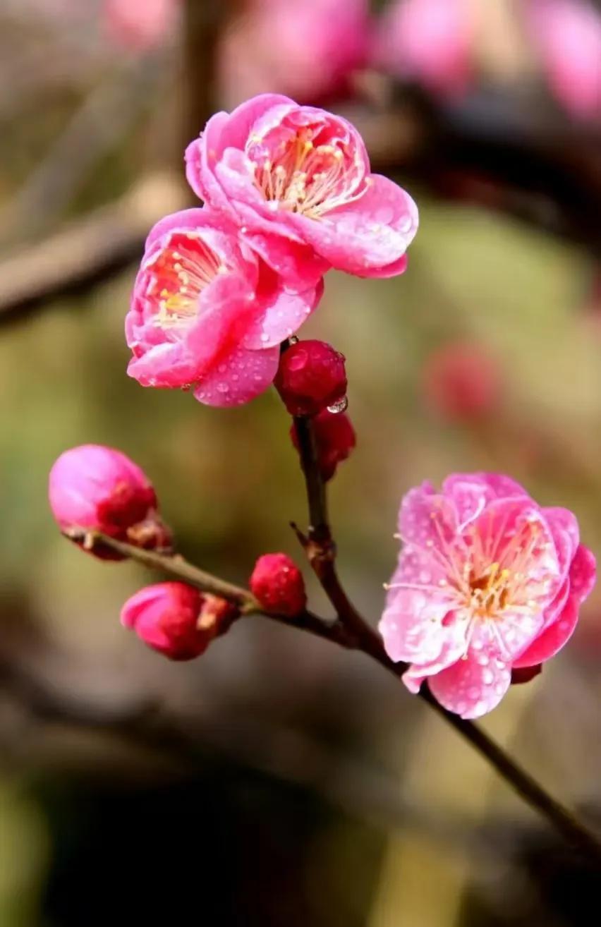 △△望  春△△
春节过后仍冷风，
冰霜不变还处冬。
野外无鸟还寂寞，
路旁有树