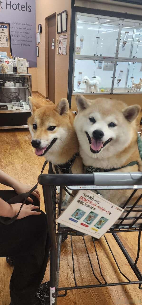 超可爱！ 