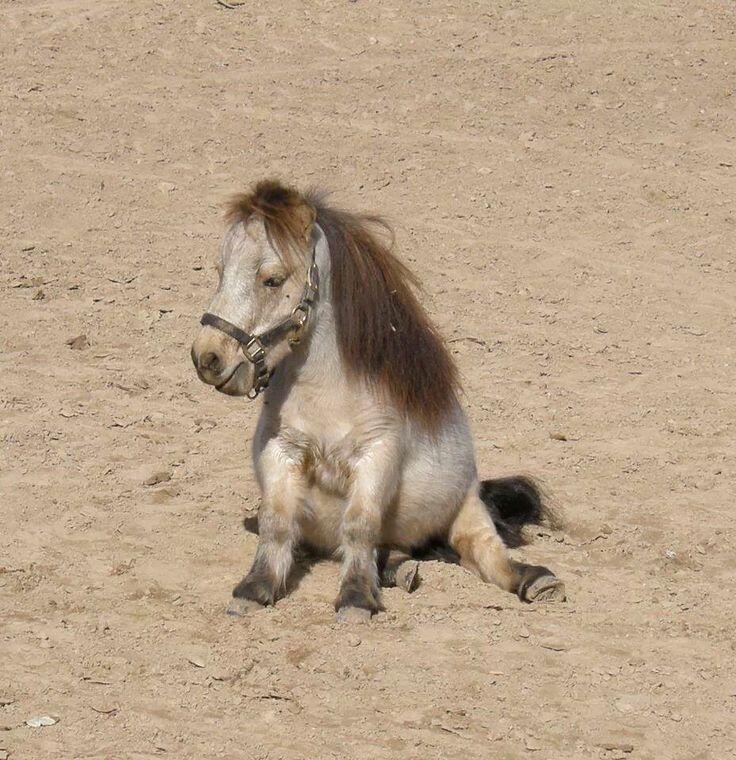 7816【🐎】短腿小矮马们 