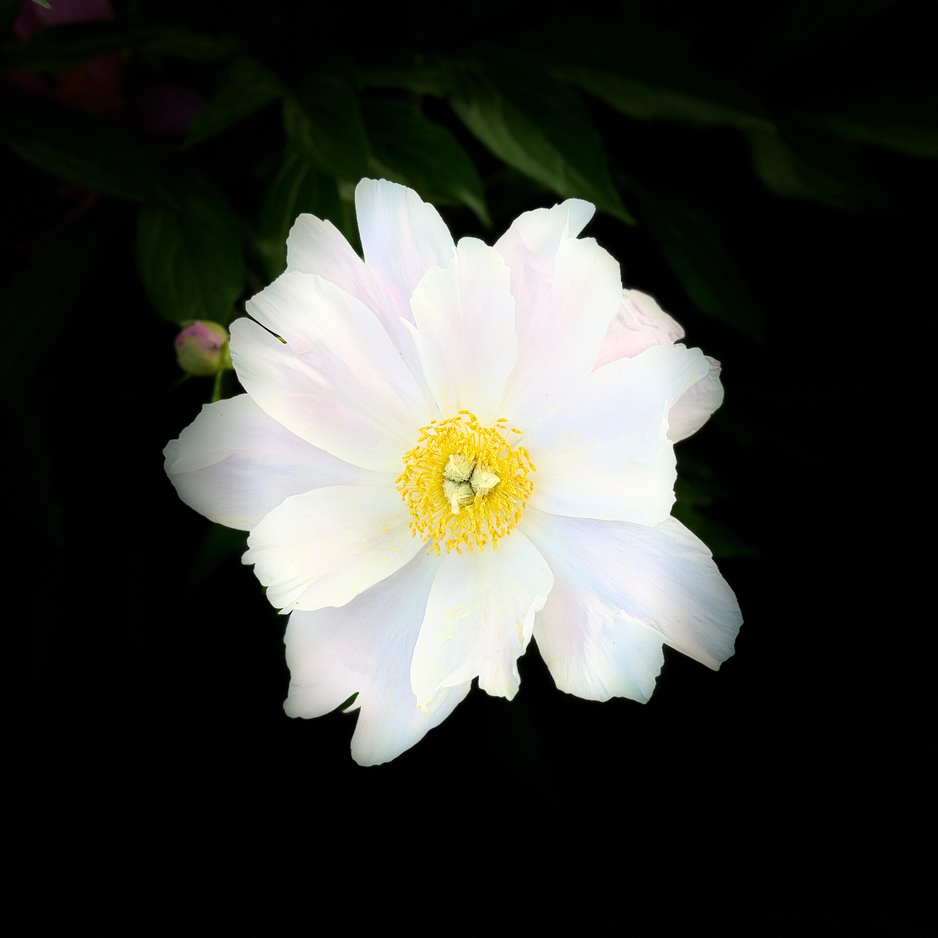 早 
