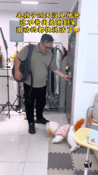 瞅着这段视频心里暖乎乎嘞，主人出门出差二十天，小狗天天搁家盼着亲人回家。门刚一开