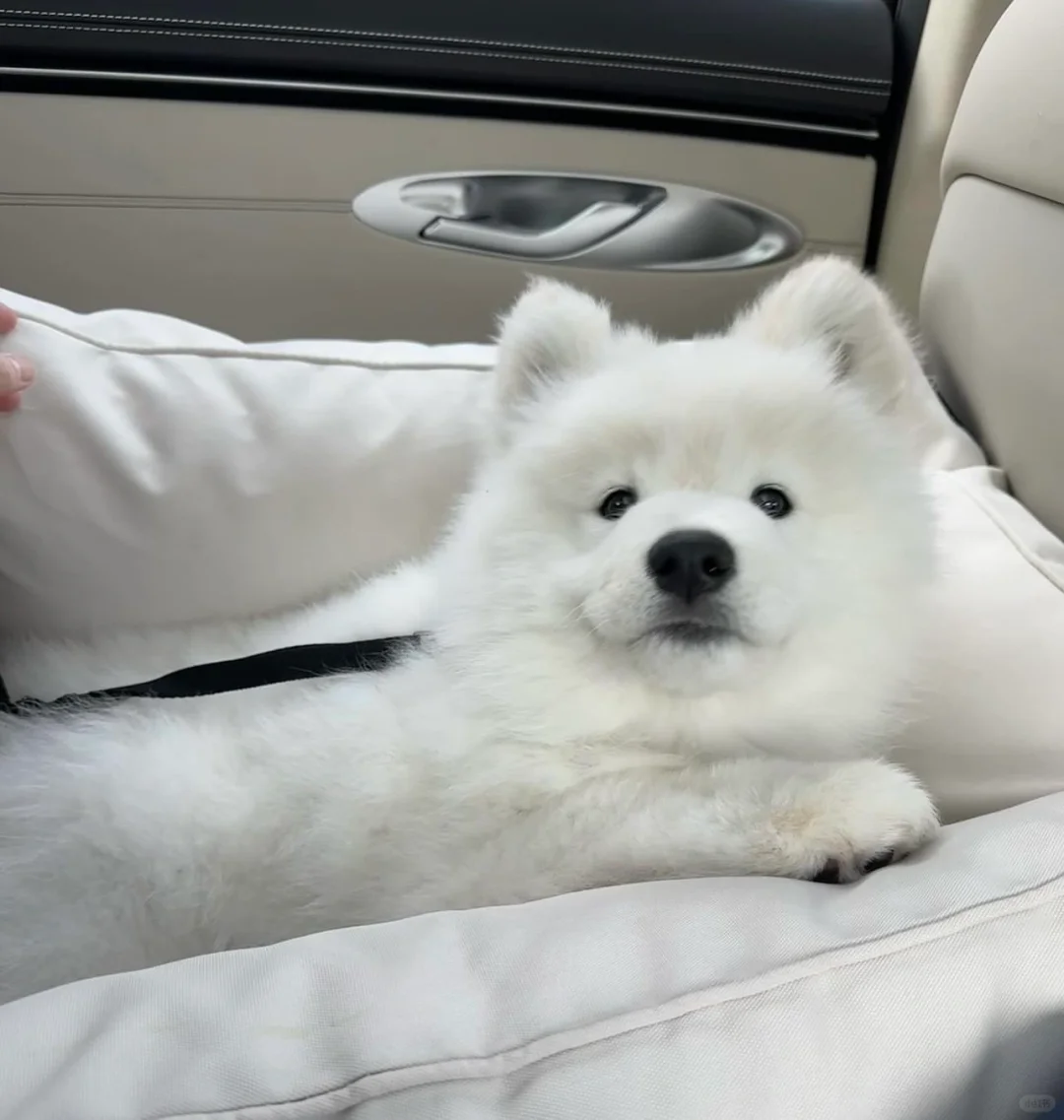 专属座驾，还有司机，想去哪儿就去哪儿