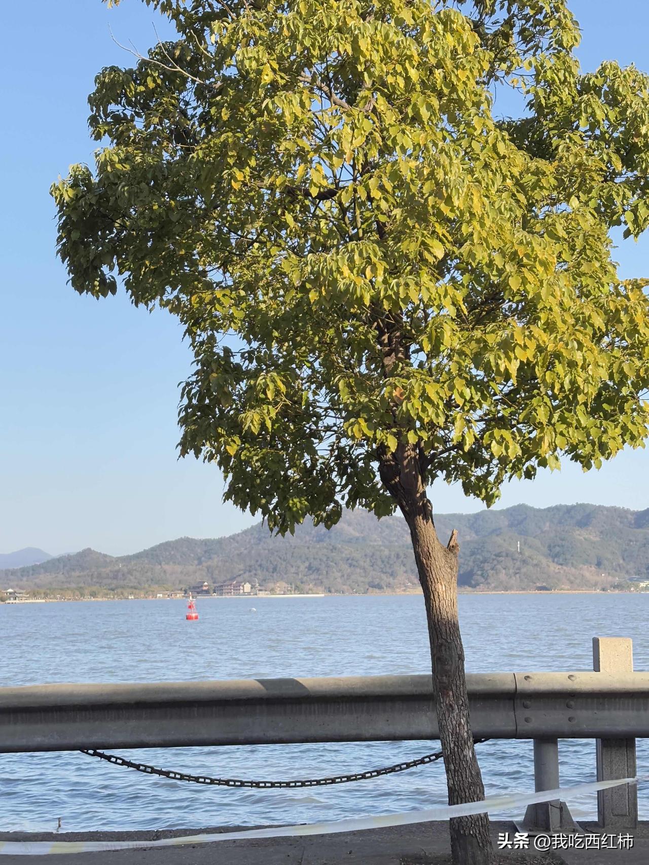 我小姨在上海做保姆，伺候一个老太太，老太太的儿女都在国外，几年回来一次，连小姨的