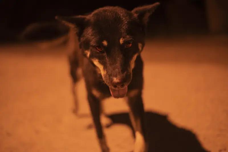 【恶狗必然到处碰到木棍】
        “恶狗必然到处碰到木棍”，这句和“恶狗