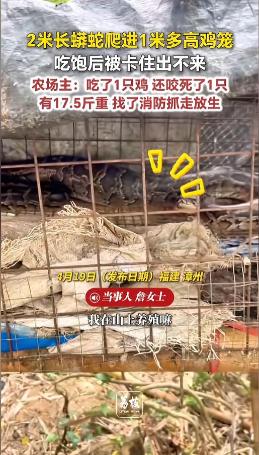 “贪吃蛇！”近日，福建漳州，一女子上山喂鸡时发现，自家的鸡笼子遭了殃。一条大蟒蛇