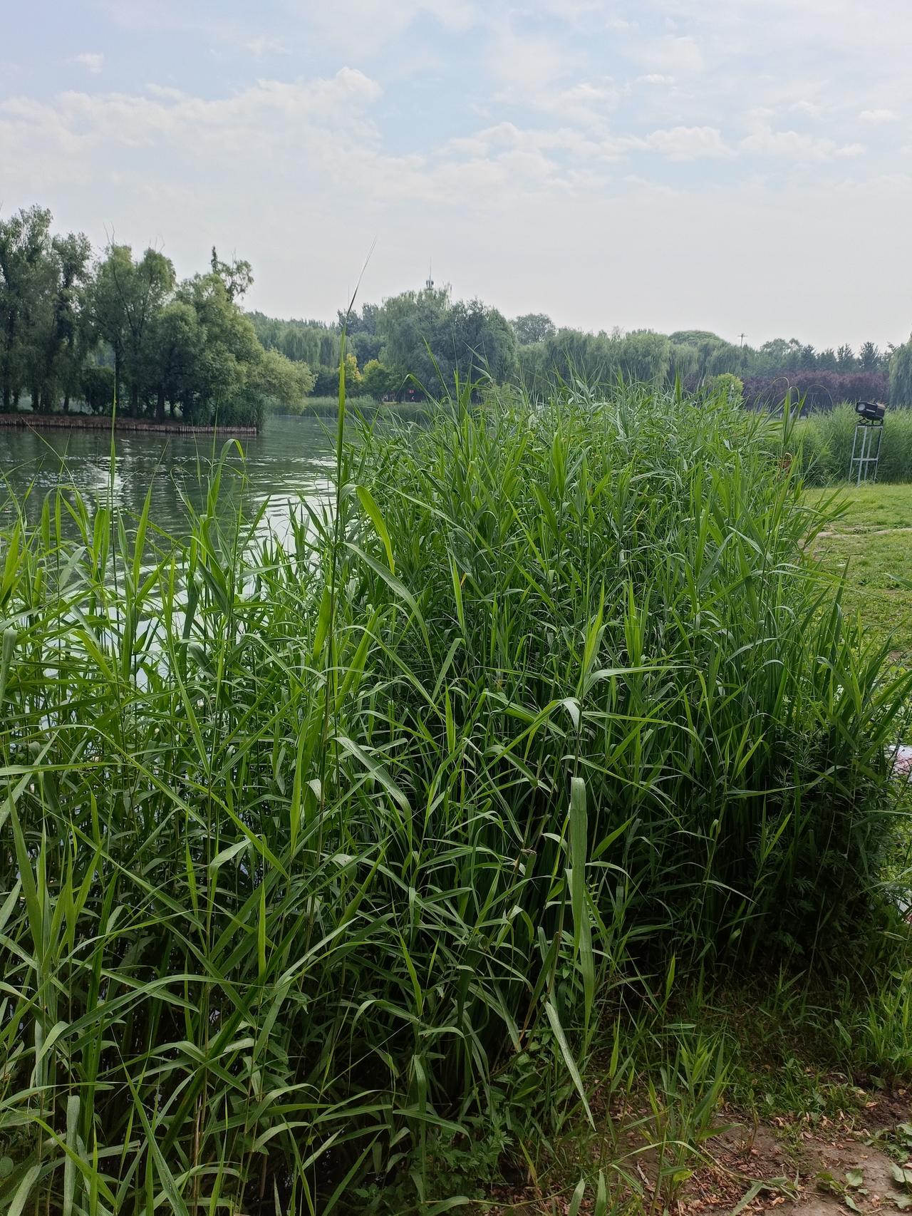 端午节挂艾草这习俗老有讲究了。在古代，五月被视为“恶月”，蚊虫滋生，疫病易流行。