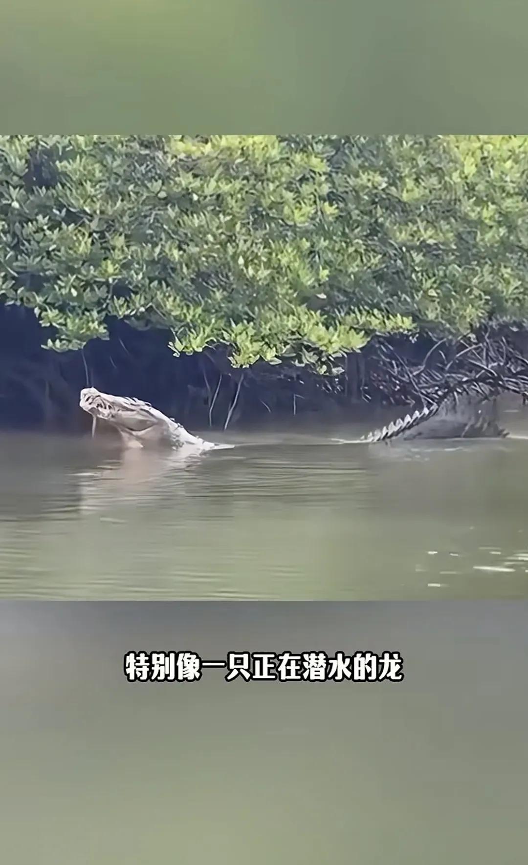 现在可以肯定，龙这种生物应该就是起源于鳄鱼。

很多古籍都有记录，在中国古代是有