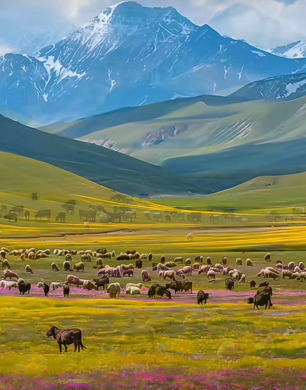 春日的第一站，我如愿奔赴西藏草原，推开窗的瞬间，便被这一望无际的治愈蓝绿狠狠震撼