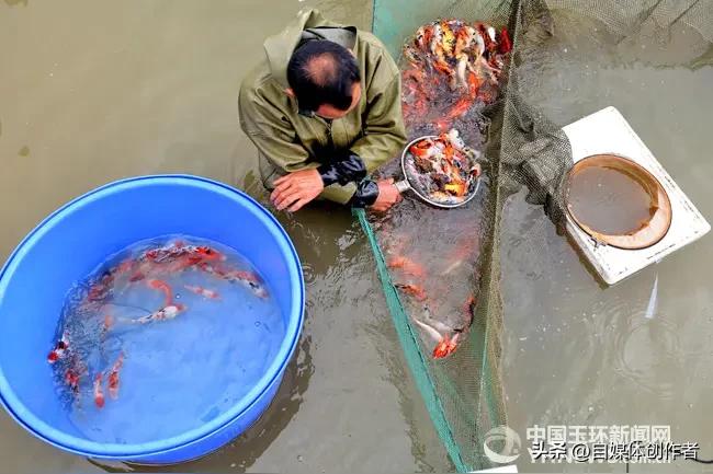 离家一月忘投喂，巨型锦鲤化作枯骨，缸内小鱼体态饱满戳破无数养鱼人的认知
 
花费