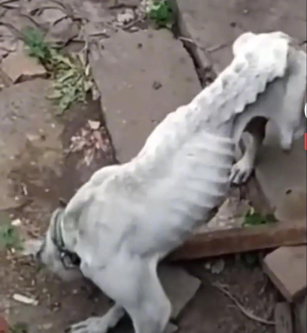 网友：邻居家都回城里了，狗子没带走，瘦的皮包骨了，我打算收养，好好对它。[心]