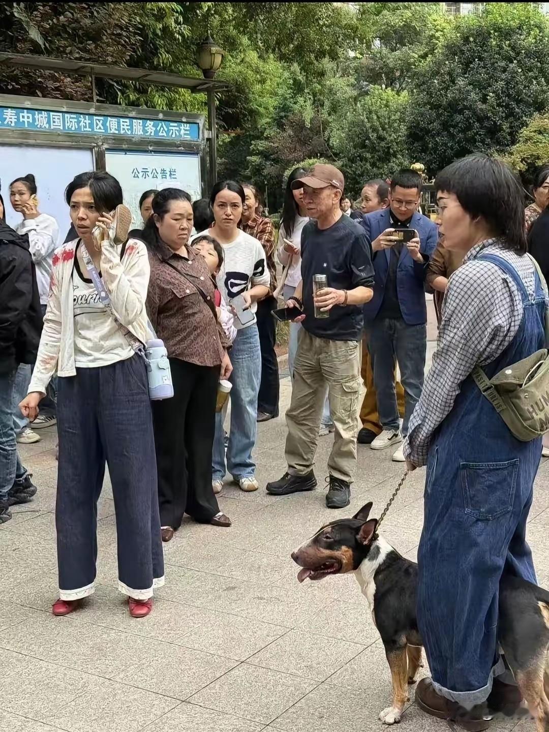 牛头梗接连咬伤5人，狗主人50多岁的妇女，不知发愁。看她那表情，一副满不在乎的样